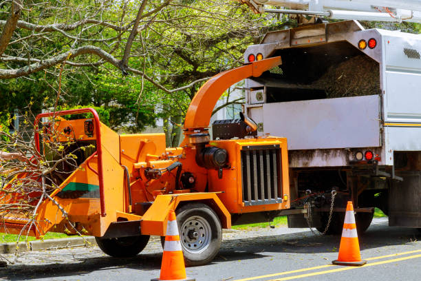 Professional Tree Removal and Landscaping Services in Spring City, UT